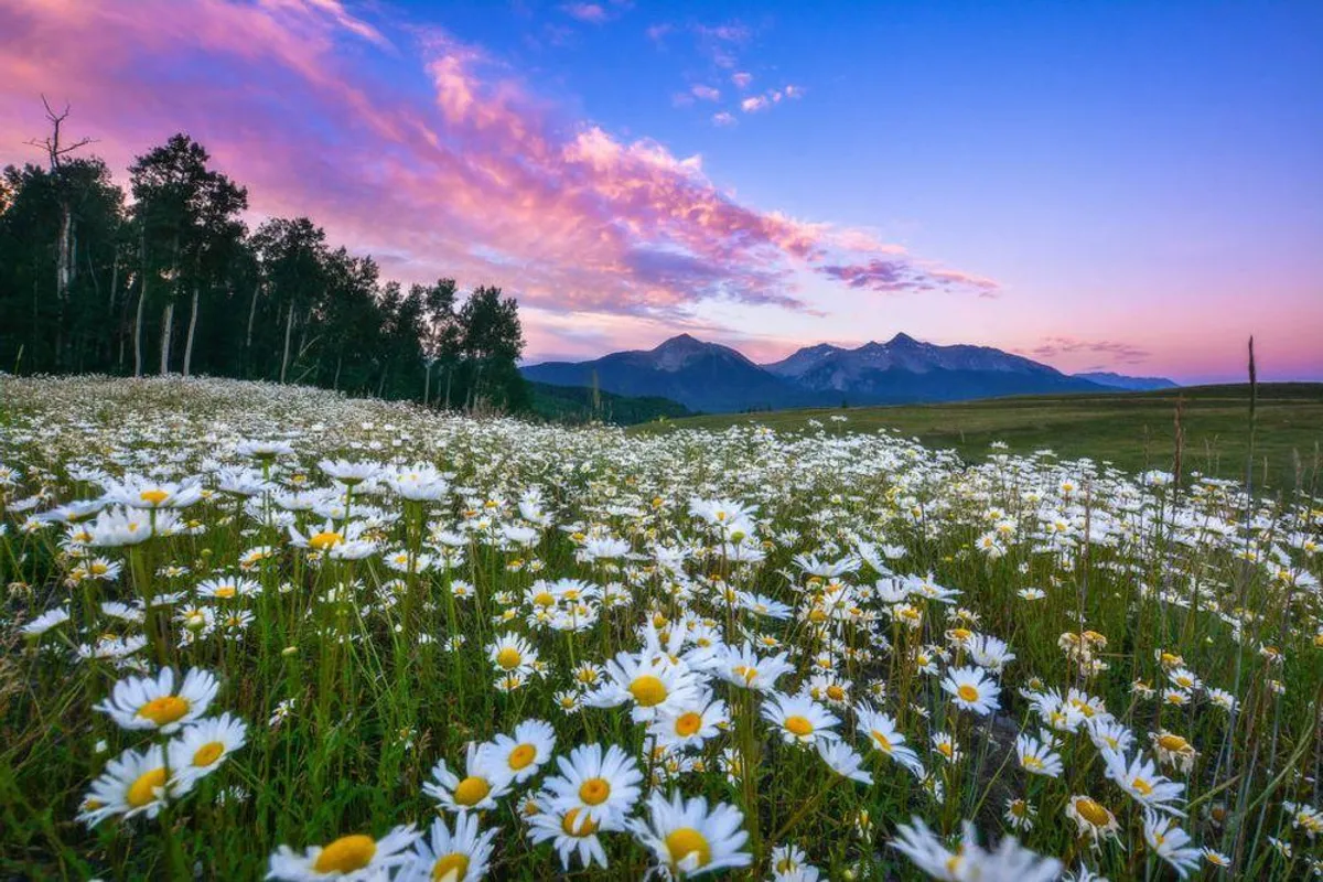 Bright daisies bloom in the foreground as the landscape stretches to reveal distant mountains under a colorful sky, evoking the beauty of Telluride’s outdoor spaces ideal for summer nature walks or photography.